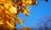 В Ленобласти 1 октября ожидается до +13 градусов