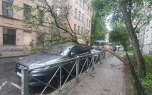 В Петроградском районе Петербурга дерево упало на Audi