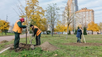 За месяц в Петербурге появилось 8 тыс. новых деревьев