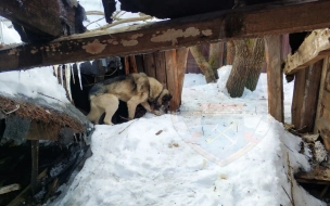 В Ленобласти спасли собаку, которая провалилась в подвал разрушенного здания