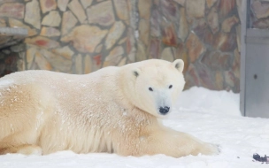 В Ленинградском зоопарке 3 декабря отметят день рождения белой медведицы Хаарчааны