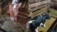 В Ленобласти корова Ласточка родила двух телят с разнице...