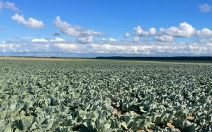 Зампред правительства Ленобласти по АПК уверен в хороших урожаях в Всеволожском районе