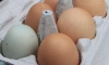Отпускные цены на куриные яйца снижают в Ленобласти