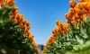 В Петербург не пустили 150 луковиц тюльпанов из Нидерландов