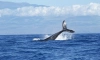 Ученые нашли неизвестную ранее популяцию синих китов 
