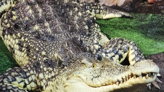 В петербургском Океанариуме умер крокодил Нил