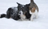 Ветеринар рассказала, зачем обрабатывать собак от блох зимой