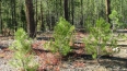 На восстановление лесов в Ленобласти в этом году потратя...