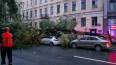 В Петербурге сильный ветер за ночь повалил почти 100 дер...