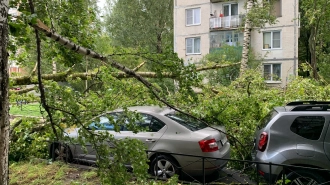 Непогода в Петербурге настроила деревья против припаркованных автомобилей