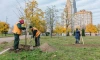 За месяц в Петербурге появилось 8 тыс. новых деревьев