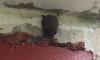 Жители Парнаса заметили на фасаде дома летучую мышь