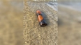 На пляже Финского залива нашли боеприпас времен ВОВ