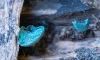 На Елагином острове заметили крошечные грибы голубого цвета