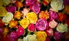 В Петербурге уничтожили 280 зараженных кенийских роз