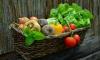 С начала года сбор овощей в Подмосковье увеличился на 30%