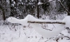 Грибники обнаружили снежную змею в лесах Ленобласти