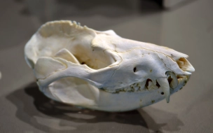 Найден похититель черепов из зоологического НИИ. Мужчина продавал краденое школьнику