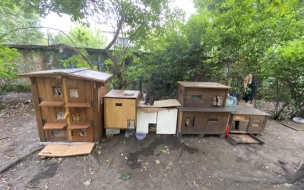 На Васильевском острове появились домики для бездомных котов