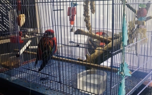 В Петербурге к хозяину вернулся попугай, который осваивал с голубями дворы города