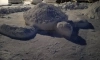 В одном из дворов Выборга появилась огромная снежная черепаха
