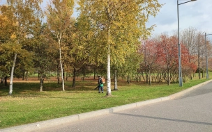 Петербургским дворникам запретили использовать воздуходувы для уборки листьев возле домов