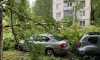 Непогода в Петербурге настроила деревья против припаркованных автомобилей
