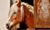 В Петербурге решается судьба старинного конного клуба на Крестовском острове