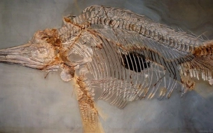 Ученые нашли в Колумбии останки нового вида ихтиозавра