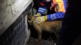 В Шлиссельбурге спасли собаку, которая застряла в ...