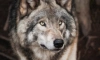 В Ленобласти депутат предложил ввести охоту на волков без лицензии