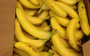 В партии бананов из Эквадора в порту Петербурга нашли 60 кг кокаина