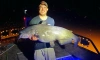 Рыбак добыл 30-килограммовую рыбу при помощи лука и установил новый рекорд