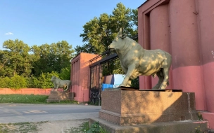 Бронзовые скульптуры быков с мясокомбината Кирова после реставрации поставят на Обводном канале