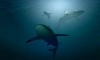 В Карибском море за 7 тыс. лет численность акул сократилась на 71% 