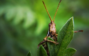 Ученые нашли в Уганде новый вид редкого насекомого 