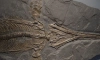 В Великобритании археологи нашли останки гигантского ихтиозавра 