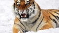 Амурский тигр, доставленный в хоспис под Петербургом, ...