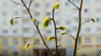 В Петербурге 10 апреля потеплеет до +15 градусов