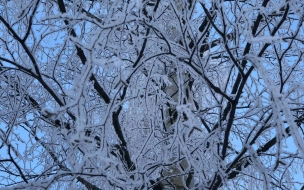 В Петербурге во время февральских морозов 34 человека получили обморожения