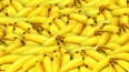 Жительница Мурино обнаружила в бананах муху-горбатку