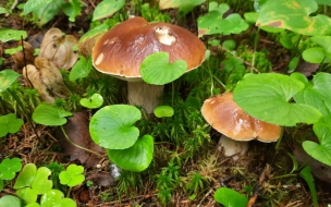Жители Ленобласти и Петербурга открыли грибной сезон
