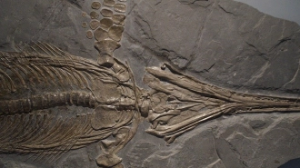 В Великобритании археологи нашли останки гигантского ихтиозавра 