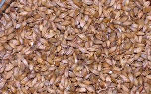 В Ленобласти запретили ввоз более 23 тонн ячменного и пшеничного солода