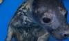 Детенышам серых тюленей в Репино дали имена