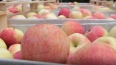 Экономист заявила, что рост цен на овощи и фрукты ...