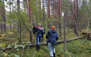 Пропавший грибник был найден парализованным в болоте Ленобласти