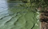 Зеленый цвет воды Нахимовского озера вызвал беспокойство у жителей села Овсяное в Ленобласти