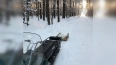 В Ржевском лесопарке открыли лыжню протяженностью ...